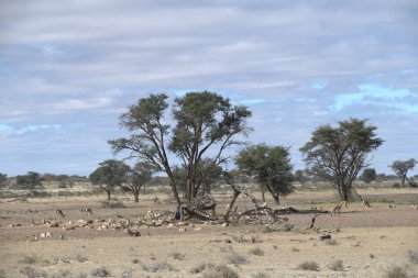 Afrika bozkırında bir keçi sürüsü