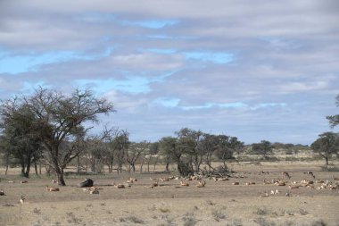Kenya bozkırında bir koyun sürüsü