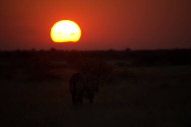 Kenya bozkırında şafak vakti bir köpek.