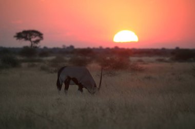 Gün batımında vahşi siyah fil