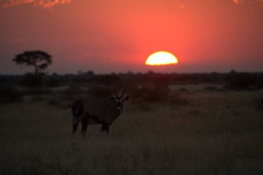 Günbatımında Afrika Bizonu