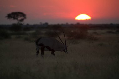 Tanzanya 'nın güzel vahşi yaşam yerleri