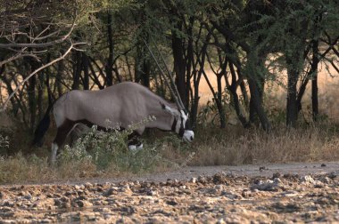 Afrika bozkırında zebra