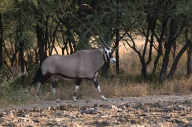 Güneşin altında ağaçların altındaki kuru bir çim tarlasında sevimli zebraların yakın çekimi.