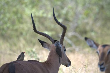 Çok güzel bir Afrika antilobu görüntüsü.