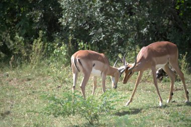 Ormanda bir grup geyik