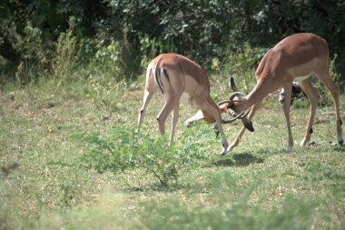 Ormanda bir geyik sürüsü