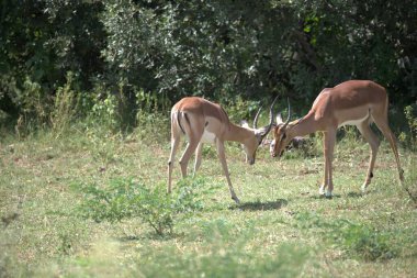 Vahşi doğada iki genç geyik