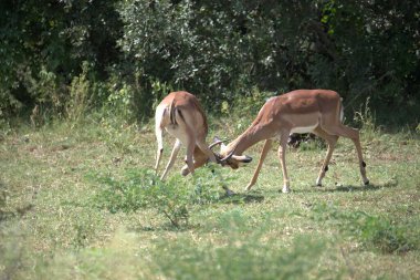 Ormanda iki erkek geyik