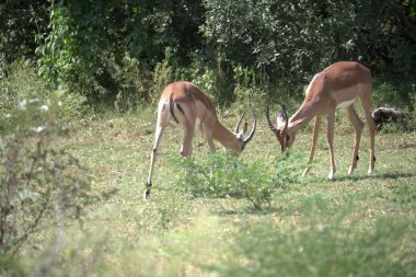 Ormandaki vahşi geyikler