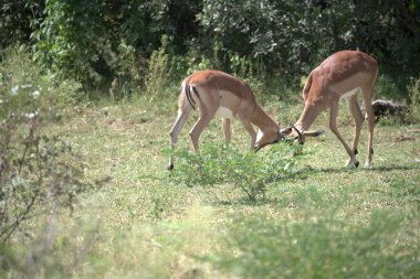 Ormanda bir keçi sürüsü