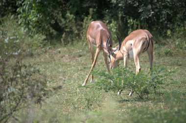 Vahşi doğada geyik