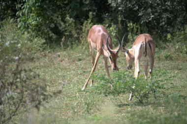 Ormandaki güzel bir geyik manzarası.