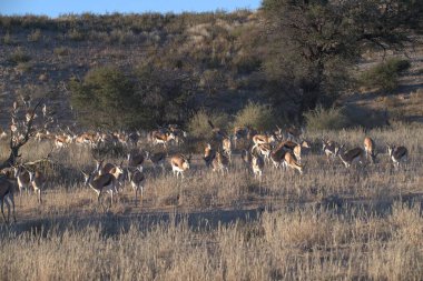 Utah çölünde vahşi bir geyik sürüsü.