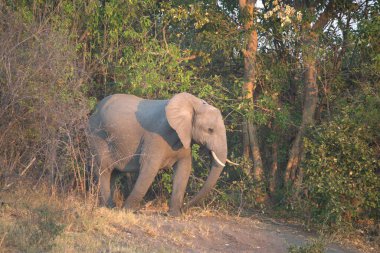 Kruger Ulusal Parkı 'ndaki fil, Güney Afrika