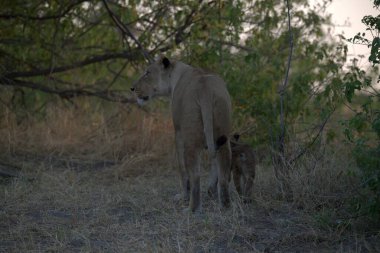 Anne ile aslan yavrusu