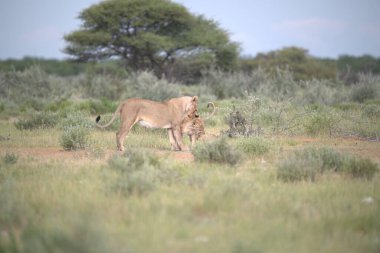 Güzel vahşi hayvan, doğa sahnesi, vahşi yaşam, hayvan