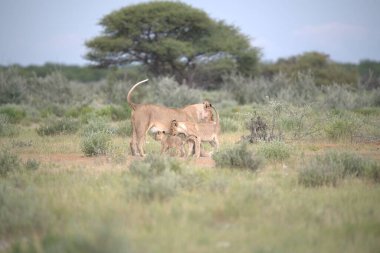 Kenya savanındaki aslan