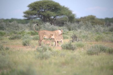 Savanadaki bir grup aslan.