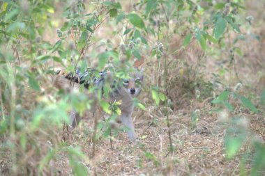 Parktaki sevimli kedi.