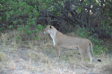 Kenya savanındaki dişi bir aslan.