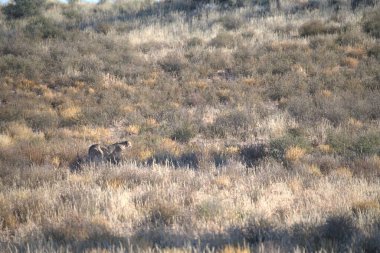 Vahşi yaban domuzu.