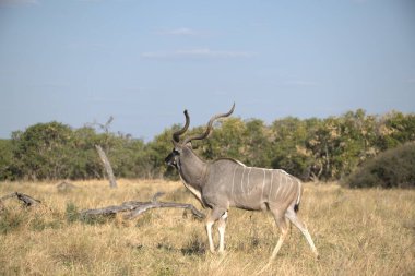 Çimlerde bir vahşi hayvan sürüsü