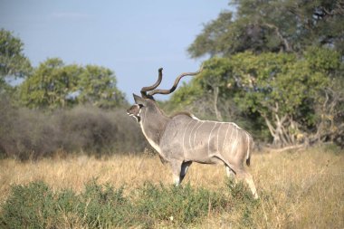 Parktaki çimlerde bir erkek kudu.