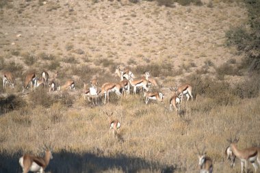 Çölde vahşi keçiler