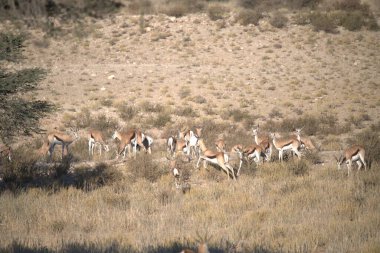 Çölde vahşi atlar