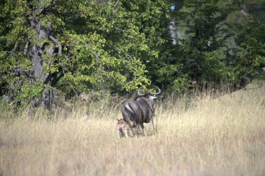 Otların arasında siyah bir boğa
