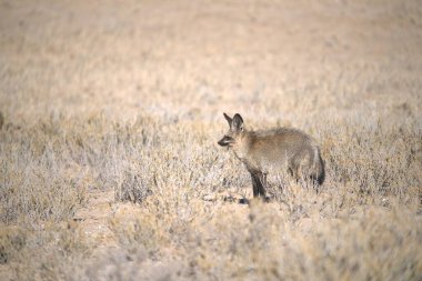 Çimlerde kırmızı tavşan