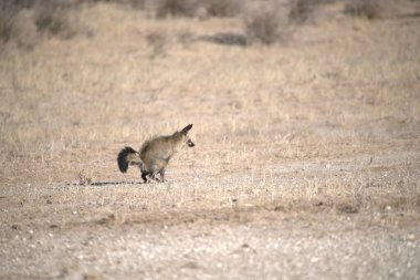 Vahşi doğada bir kanguru