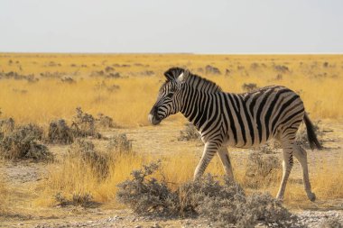 Etoşa Ulusal Parkı, Namibya 'da vahşi zebra