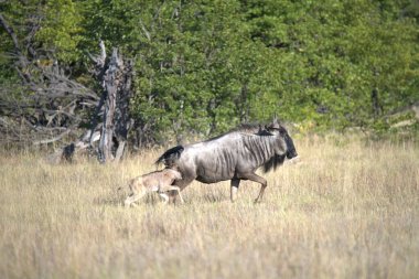 Afrika savanındaki vahşi hayvanlar.