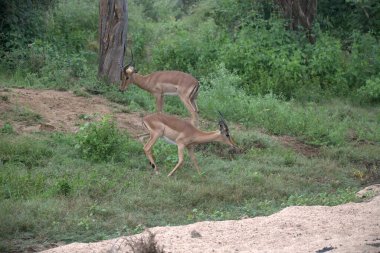 Hayvanat bahçesinde bir geyik