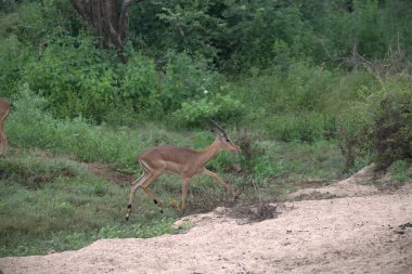 Beyaz geyik ormanda ot yiyor..