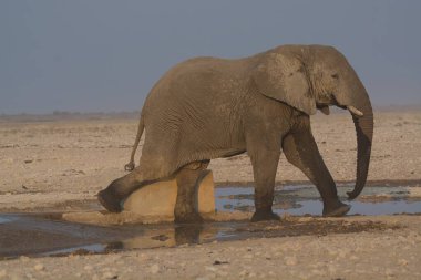 Su birikintisinden su içen bir fil.