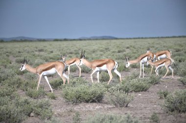 Vahşi doğada beyaz antilop