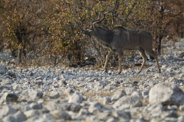 Afrika, Kenya savanındaki Afrika fili, vahşi doğa.