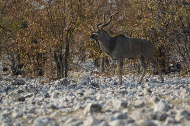 Kudu ya da tratraus tratraeros, Rux Rutrai familyasından bir kuş türü.