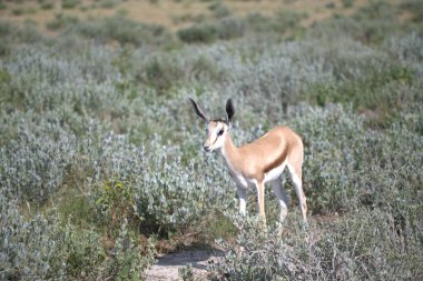 Güzel bir geyik resmi.