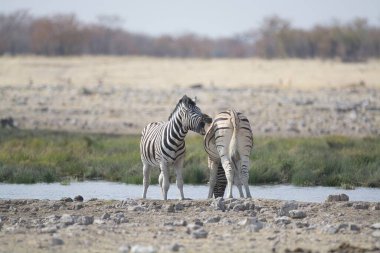 Zebralar etkin ulusal park, Namibya