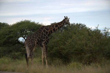 Gündüz vakti parktaki bir zebranın yakın plan fotoğrafı.