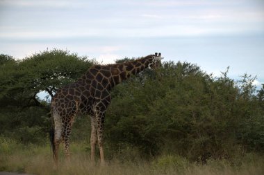 Savannah, Kenya, Afrika 'da zürafa