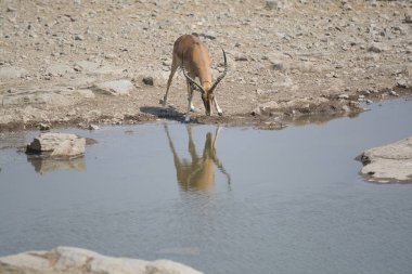 Genç afrikalı antilop çölde su içiyor.