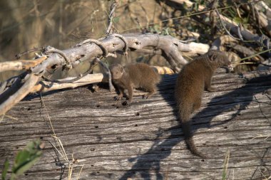 Ormandaki sevimli dağ sıçanı ilikleri.