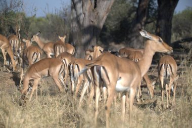 Impala sürüsü Kruger Ulusal Parkı, Güney Afrika