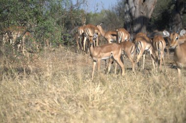 Savanadaki vahşi geyik