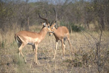 Güney Afrika 'daki Kruger Ulusal Parkı' ndaki çimlerde bir erkek ve dişi impala. Specie ceros melamyamceramp